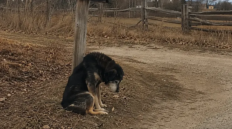 Ils ont emporté tout, sauf le chien. Et le chien est resté au bord de la route, les yeux fixés sur la direction où son monde entier avait disparu