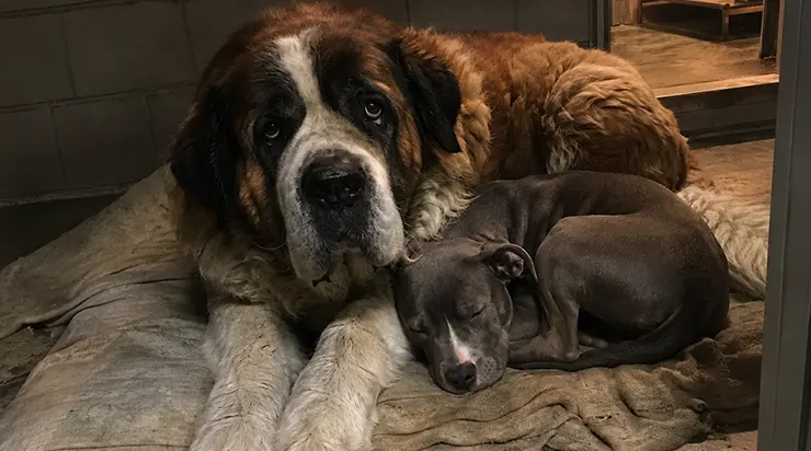 Nous pensions que rien ne pourrait jamais apaiser le jeune pitbull, jusqu&rsquo;à cette nuit où nous l&rsquo;avons placé avec le chien que personne n&rsquo;avait choisi depuis huit ans