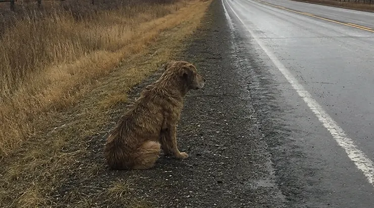 Les caméras ont montré comment on l&rsquo;avait abandonné au bord de la route, mais il est resté là quatre jours entiers, sans jamais renoncer