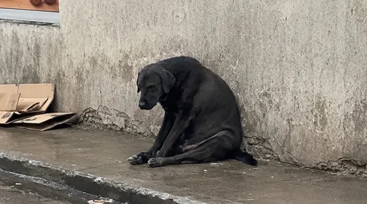 Pendant treize ans, il avait monté la garde devant une petite boulangerie, et quand la vieillesse lui a volé ses forces, ceux qu&rsquo;il avait protégés ont simplement fermé la porte derrière lui