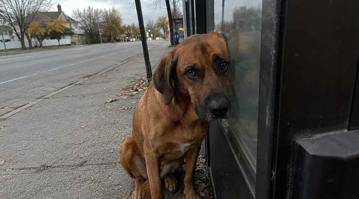 Son maître est parti pour toujours une nuit, mais le chien a continué à venir chaque jour à l&rsquo;arrêt de bus, et ce que j&rsquo;ai fait ensuite est devenu la décision la plus importante de ma vie