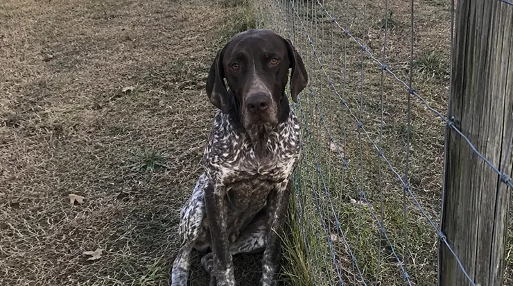 Notre voisin de 80 ans était parti vivre chez son fils, mais notre chien ne pouvait tout simplement pas imaginer sa vie sans lui