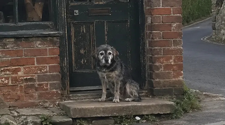 Le chien que tout le village connaissait comme « l&rsquo;ombre du cordonnier » était assis depuis trente-deux jours devant la porte de l&rsquo;échoppe fermée