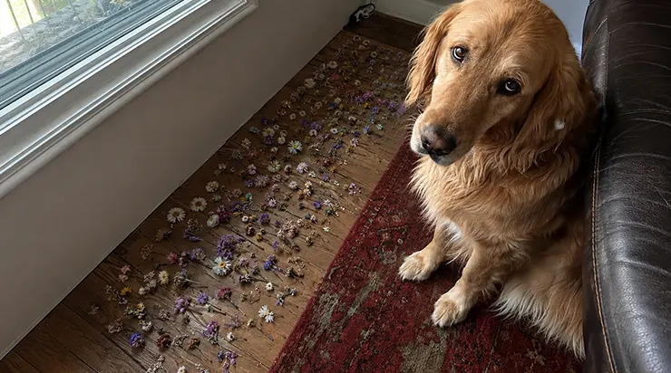 Chaque matin, mon chien cachait une fleur sous le canapé, et lorsque j&rsquo;ai publié la photo en ligne, le message d&rsquo;une inconnue a révélé à qui elles étaient vraiment destinées