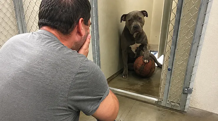 Dans cette cage du refuge, il y avait un pitbull qui ne s&rsquo;était pas séparé de son vieux ballon de basket depuis quatre ans