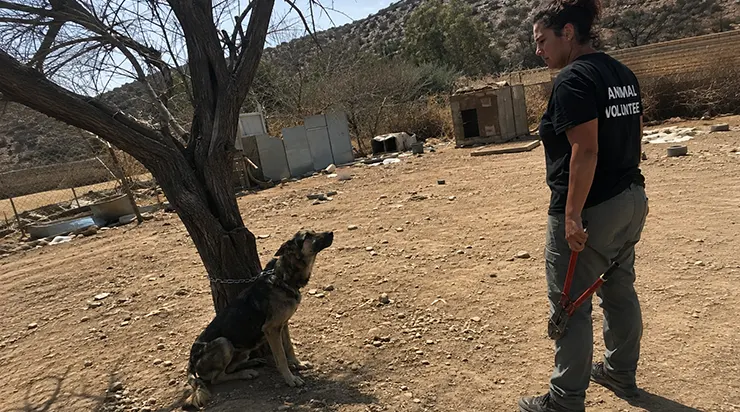 Quand j&rsquo;ai coupé la chaîne rouillée, ce chien épuisé n&rsquo;a pas fui : il a poussé vers moi une boîte métallique du bout de son museau