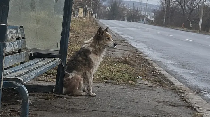Les gens essayaient de le ramener chez eux, de le nourrir, de l&rsquo;aider, mais il les repoussait tous, parce qu&rsquo;il n&rsquo;attendait qu&rsquo;une seule personne : celle qui ne l&rsquo;avait jamais abandonné