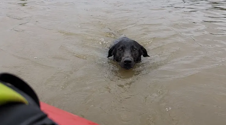 C&rsquo;était le deuxième jour des inondations quand nous avons remarqué le chien qui nageait derrière notre bateau, refusant de monter à bord