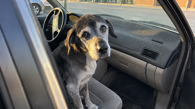 La vie m&rsquo;a offert une seconde chance de la manière la plus inattendue qui soit : sous la forme d&rsquo;un vieux chien qui s&rsquo;était installé sur le siège de ma femme et refusait de partir