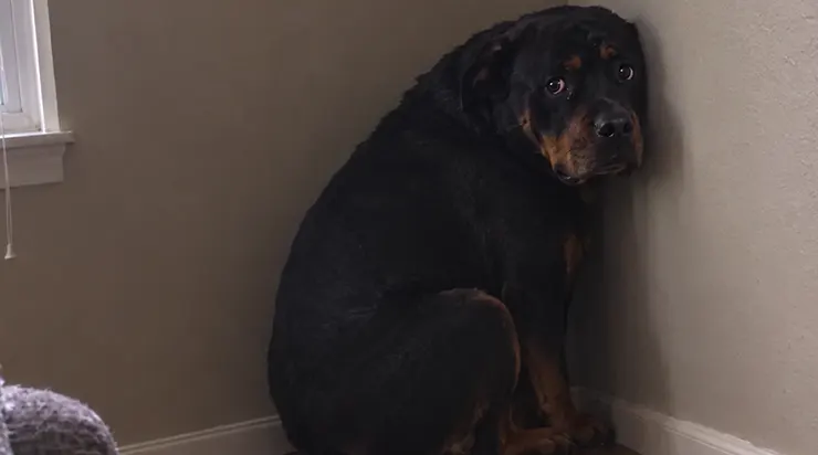 Il avait été adopté comme le chien le plus joyeux du refuge, mais dès le premier jour il resta figé dans un coin