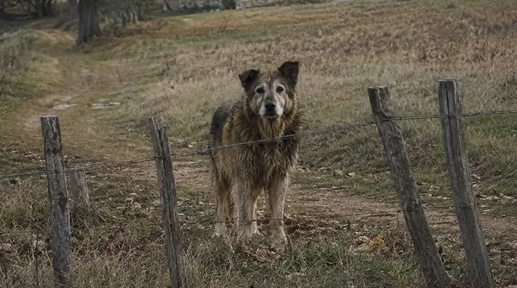 Il n&rsquo;entrait jamais, ne se laissait jamais toucher, mais chaque soir il venait près de notre clôture