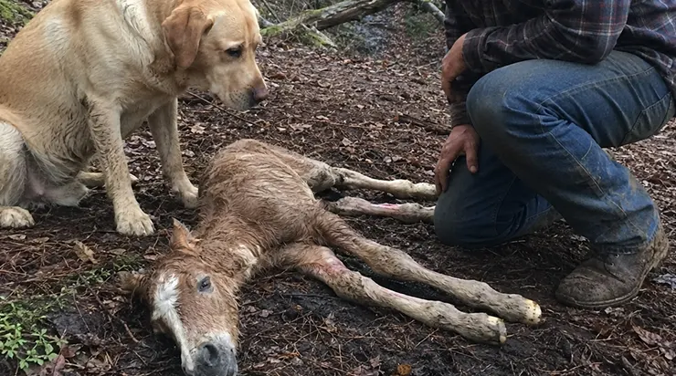 Notre labrador a passé deux nuits dans un ravin, sans nourriture ni repos, protégeant un poulain nouveau-né qu&rsquo;il avait sauvé des flammes