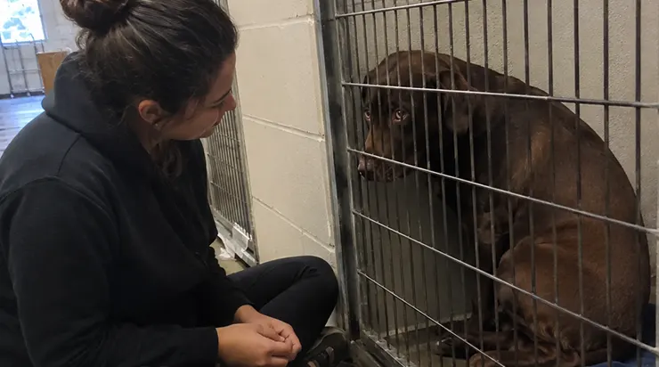 Après avoir été adopté cinq fois puis ramené cinq fois au refuge, Milo ne regardait plus personne qui s&rsquo;arrêtait devant sa cage