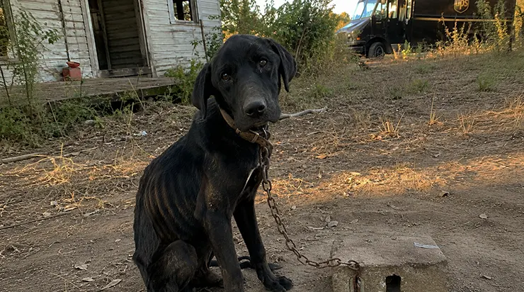 Onze ans que je suis livreur, et je ne m&rsquo;étais jamais perdu. Le jour où c&rsquo;est enfin arrivé, j&rsquo;ai trouvé un chien qui n&rsquo;attendait que moi
