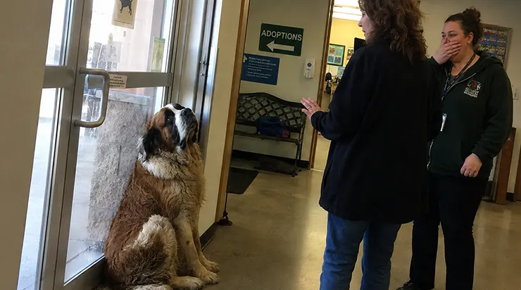 Quand j&rsquo;ai essayé de quitter le refuge, ce saint-bernard de cinquante-cinq kilos s&rsquo;est jeté de tout son poids contre la porte et a refusé de me laisser sortir