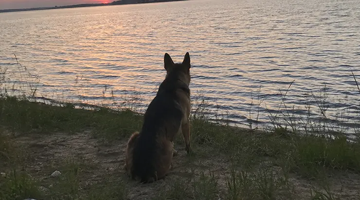 Chaque soir, quand le soleil commençait à descendre derrière le lac, il apparaissait au même endroit – un berger allemand qui s&rsquo;asseyait près de la rive et regardait l&rsquo;horizon