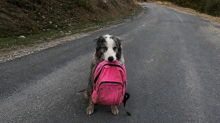 Sur une route de montagne, un chien couvert de boue a bloqué mon chemin, un sac à dos rose dans la gueule