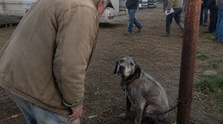 J&rsquo;étais allé au marché uniquement pour acheter des articles pour mes chevaux, mais un vieux chien de chasse enchaîné a levé la tête et m&rsquo;a regardé comme s&rsquo;il avait attendu précisément moi toute sa vie