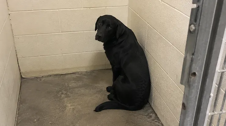 Ce chien avait été adopté quatre fois et ramené quatre fois, mais après le cinquième retour, le chien autrefois si joyeux ne réagissait plus à personne