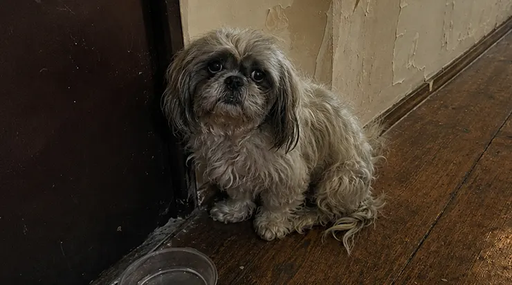 Le petit chien assis devant la porte n&rsquo;attendait plus personne. Il ne savait simplement pas où il pouvait être ailleurs