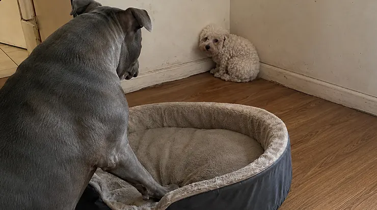 Le petit Bichon Frisé abandonné ne faisait plus confiance à personne, jusqu&rsquo;à ce que mon Pitbull lui offre de sa patte tout ce qu&rsquo;il possédait