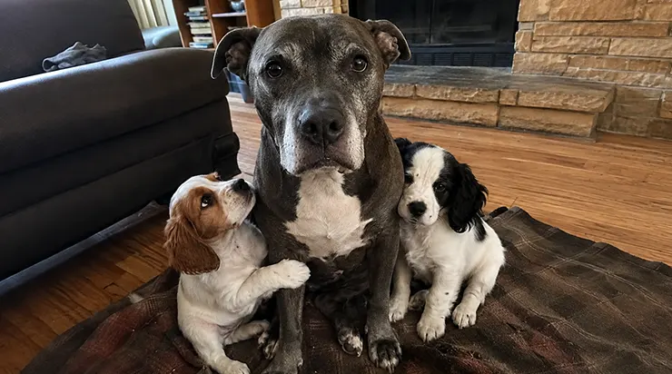 Deux chiots abandonnés sont arrivés chez moi pour un simple week-end, et mon vieux pitbull est devenu leur mère dès la première nuit
