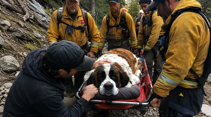 Nous étions six, et nous avons gravi la montagne pour un chien qu&rsquo;aucun d&rsquo;entre nous ne connaissait