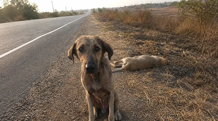 Sur une portion déserte d&rsquo;autoroute, un chien passait des heures à courir après chaque voiture qui passait, suppliant qu&rsquo;on s&rsquo;arrête