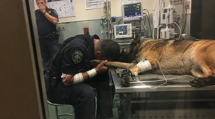 Quand le coup de feu a retenti, ce chien de service s&rsquo;est jeté devant son officier sans une seconde d&rsquo;hésitation et lui a sauvé la vie