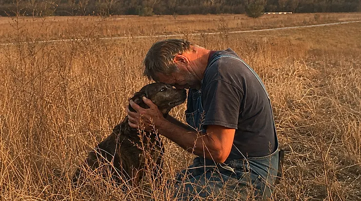 Le conducteur était reparti en le laissant à la lisière du champ, les pattes arrière brisées, et j&rsquo;ai dû vendre mon meilleur cheval pour sauver ce chien