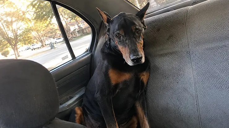 Pendant douze ans, il avait été le chien de quelqu&rsquo;un, puis on l&rsquo;avait laissé dans une cage où il avait attendu une année entière sans que personne ne le choisisse