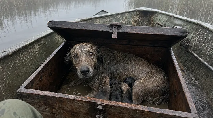 Je l&rsquo;ai trouvée dans un coffre à moitié immergé, si épuisée qu&rsquo;elle ne pouvait plus tenir debout