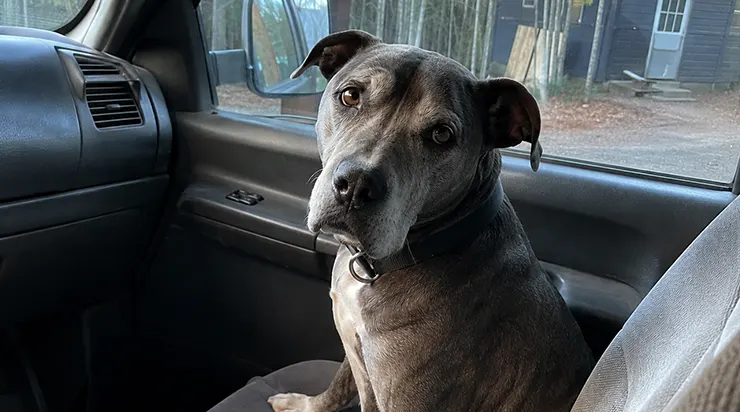Chaque jour, il voyait les autres chiens trouver leurs humains, et chaque jour il apprenait que lui resterait toujours derrière ; mais le destin avait un autre plan pour lui