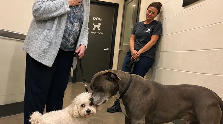 Alors que je m&rsquo;apprêtais à ramener chez moi mon nouveau Bichon Frisé, son vieil ami pitbull l&rsquo;a poussée vers moi du museau et a posé sa tête contre son corps