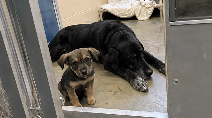 Quand on a amené ce chiot tremblant, le vieux labrador savait que son temps approchait, mais il n&rsquo;était pas pressé de partir avant de s&rsquo;être assuré que le petit ne serait plus jamais seul