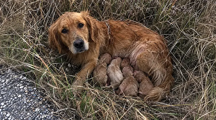 Ils l&rsquo;avaient jetée d&rsquo;une voiture en marche, mais elle a rampé jusqu&rsquo;au fossé, a mis au monde cinq chiots et les a protégés pendant vingt-deux heures
