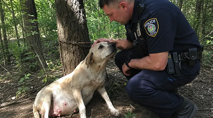 Son faible gémissement nous a conduits vers la chienne épuisée, enchaînée à un arbre, et quelques minutes plus tard, au cœur de la forêt, les douleurs de la mise bas ont commencé