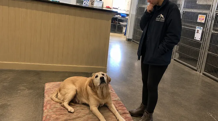 Pendant quinze ans, il avait aimé une famille qui, un jour, décida que ce chien ne méritait plus de vivre à leurs côtés