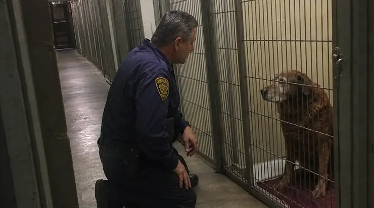 Chaque nuit, à exactement 3h17, un labrador brun de onze ans nommé Benji se lève de son coin et se met à attendre