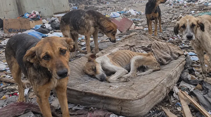Au milieu des montagnes de déchets, sur un vieux matelas abandonné, quatre chiens émaciés entouraient leur compagnon malade