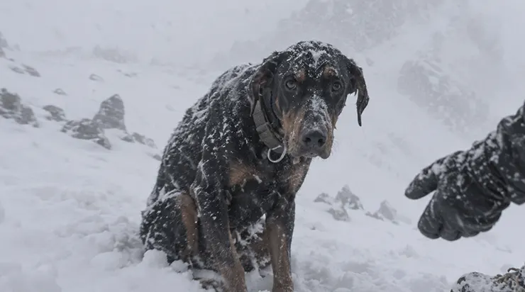 Un doberman apparaît sur le chemin des alpinistes et refuse de se reposer ; peu après, un morceau de papier plié est découvert dans son collier avec un message