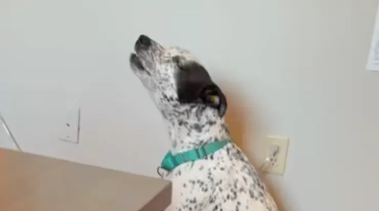 Plus de 2 millions de personnes ont vu sa vidéo : Duke retrouve enfin sa famille grâce aux réseaux sociaux
