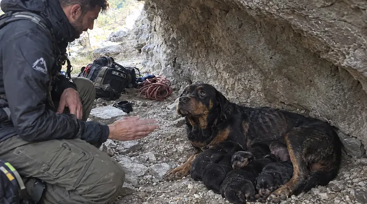 Elle s&rsquo;était enfuie de son maître cruel la nuit même où elle sentit que ses chiots allaient bientôt naître. Les sauveteurs la trouvèrent dans les montagnes, épuisée
