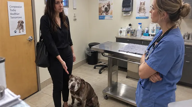 Quand la jeune femme est entrée dans ma clinique avec un pitbull âgé, exigeant dès ses premiers mots qu&rsquo;on mette fin à sa vie, j&rsquo;ai ressenti quelque chose qui m&rsquo;a immédiatement fait douter