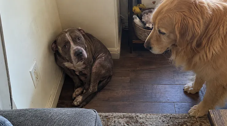 Il avait vécu six ans dans un endroit où l&rsquo;on forçait les chiens à se battre, et les cicatrices sur son corps racontaient encore cette histoire