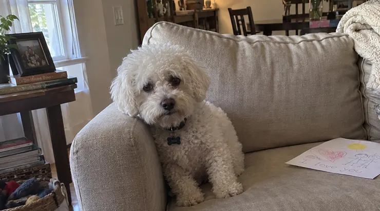 Un petit chien effrayé est entré dans ma vie comme un invité temporaire, et onze ans plus tard, j&rsquo;étais assis dans le jardin, redoutant son dernier matin