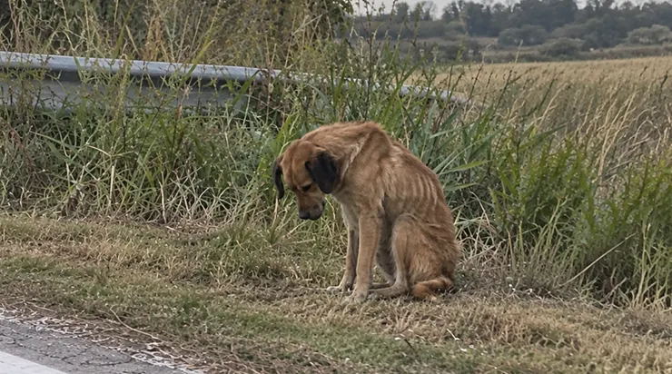 Au bord de la route, j&rsquo;ai vu un chien qui serrait une corde épaisse entre ses dents et tirait dessus de toutes ses forces. J&rsquo;ai pensé qu&rsquo;il jouait. Six heures plus tard, il était au même endroit – et il bougeait à peine