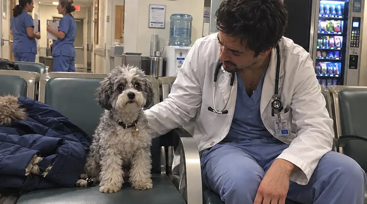 Il était assis sur le banc de la salle d&rsquo;attente de l&rsquo;hôpital – un petit bichon frisé gris, les yeux rivés sur la porte. Il ne savait pas que son maître ne reviendrait plus jamais