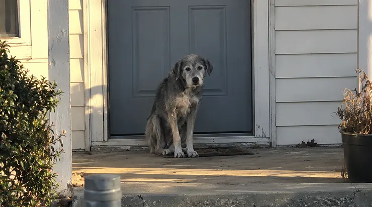 Ce chien ne quittait plus la porte de la maison abandonnée, et quand j&rsquo;ai compris pourquoi, j&rsquo;ai décidé de faire ce qu&rsquo;il ne pouvait pas faire