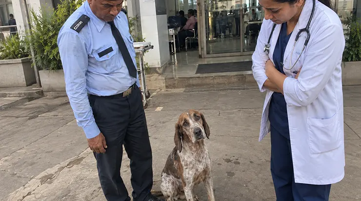 Un chien qui n&rsquo;avait eu qu&rsquo;un seul être humain dans toute sa vie le perdit en une seule nuit. Le lendemain, il se tenait déjà devant les portes de l&rsquo;hôpital, après avoir parcouru 75 kilomètres